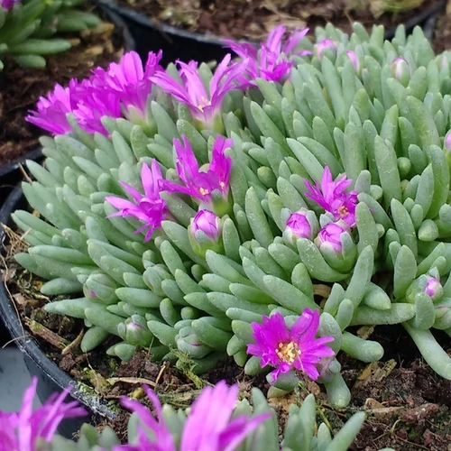 Delosperma sphalmanthoides