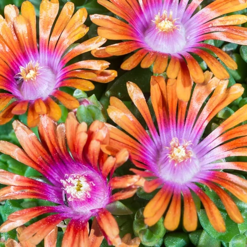 Delosperma 'Sundella Apricot'