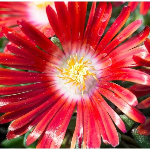 Delosperma 'Sundella Flame'