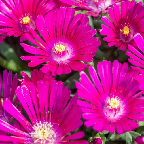Delosperma 'Sundella Neon'