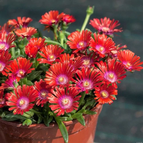 Delosperma 'Sundella Red'