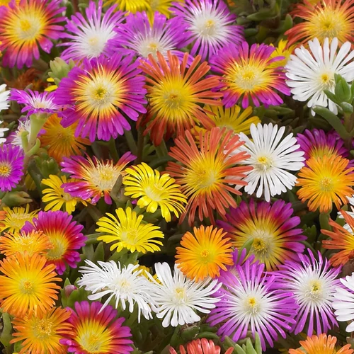 Delosperma 'Wheel of Wonder' mix