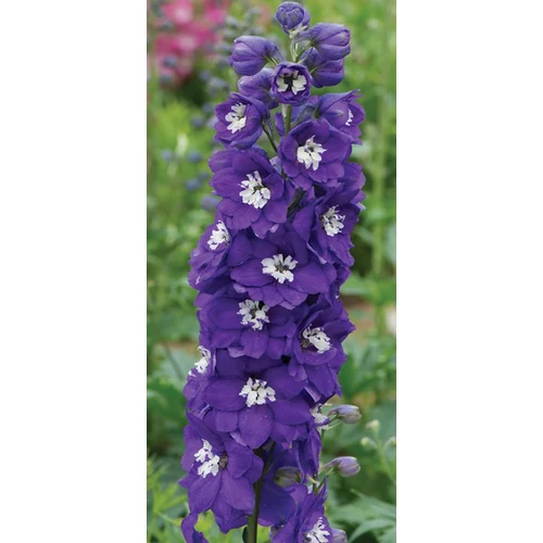 Delphinium 'Excalibur Dark Blue with White Bee'