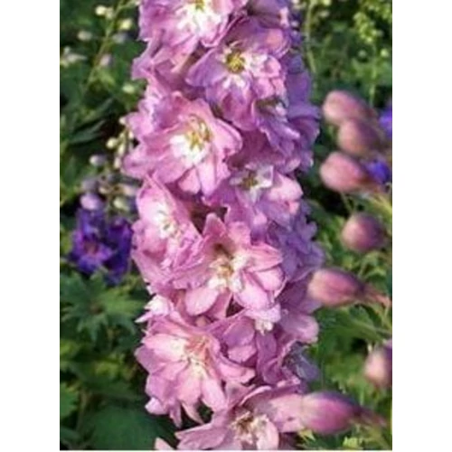 Delphinium 'Excalibur Lilac Rose with White Bee'