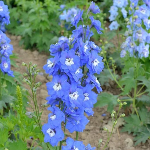 Delphinium 'Jupiter Blue'