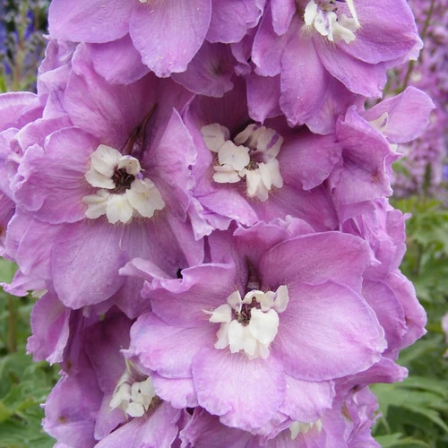 Delphinium 'Jupiter Pink'