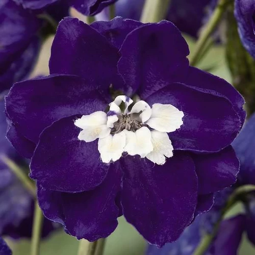 Delphinium 'Jupiter Purple'
