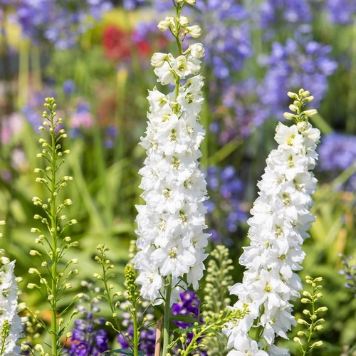 Delphinium 'Jupiter White'