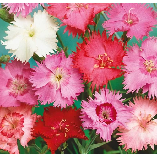 Dianthus 'Beauties' mix