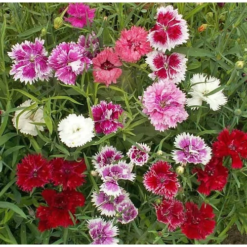 Dianthus Chinensis