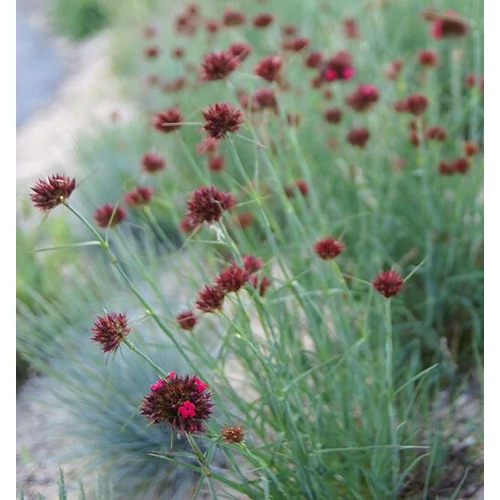 Dianthus cruentus