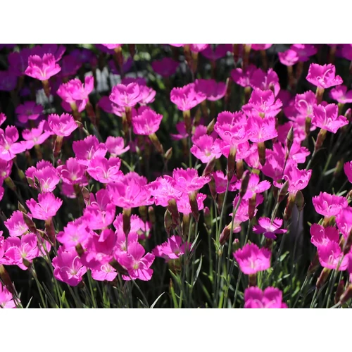 Szegfű pünkösdi lilás rózsaszín - Dianthus gratianopolitanus 'Amarant' 10/20cm K9x9cm