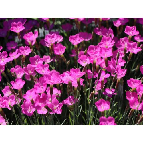 Szegfű pünkösdi lilás rózsaszín - Dianthus gratianopolitanus 'Amarant' 10/20cm K9x9cm