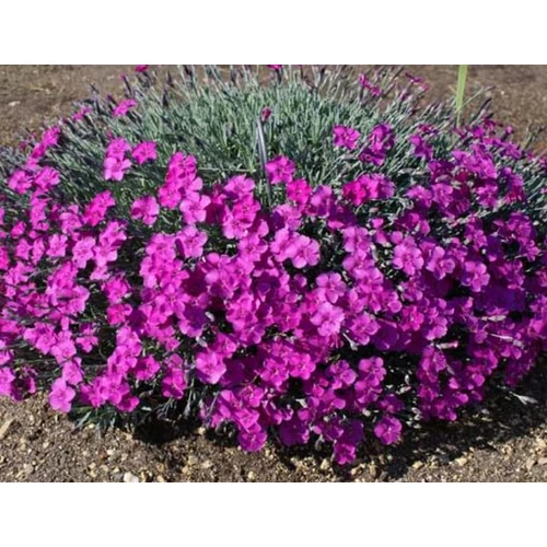 Dianthus gratianopolitanus 'Baby Lom'