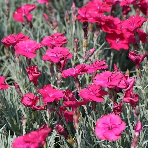 Dianthus gratianopolitanus 'Badenia'