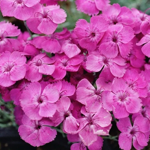 Dianthus gratianopolitanus 'Blauigel'