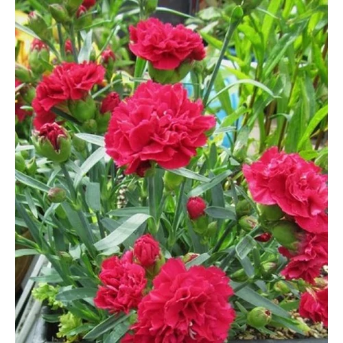 Dianthus gratianopolitanus 'Bombardier'