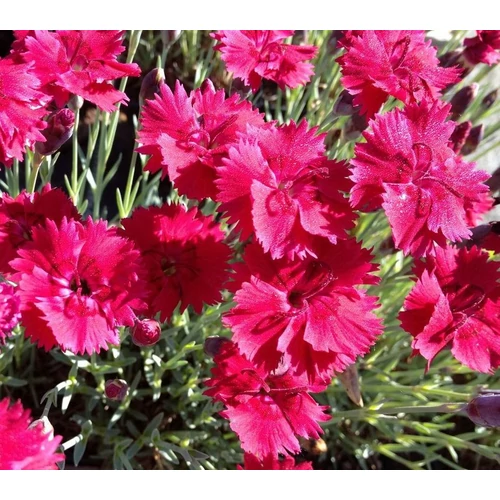 Szegfű pünkösdi piros - Dianthus gratianopolitanus 'Emmen' 10/20cm K9x9cm