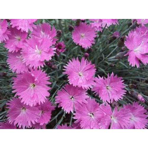 Dianthus gratianopolitanus 'Feuerhexe' ('Firewitch')