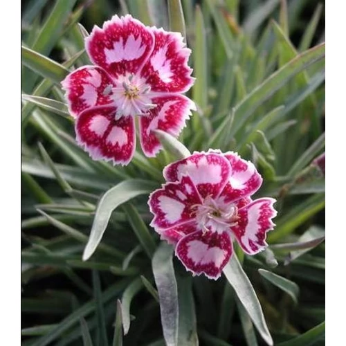 Dianthus gratianopolitanus 'Jane Austen'