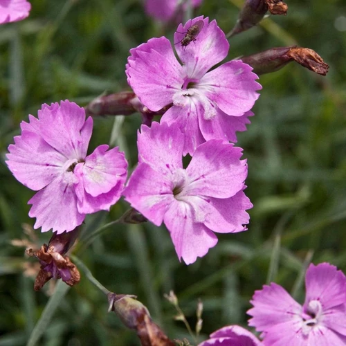 Dianthus gratianopolitanus 'La Bourboule'