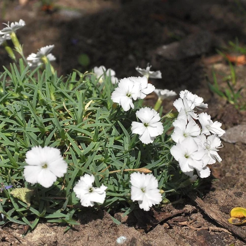 Dianthus gratianopolitanus 'La Bourboule Blanche'