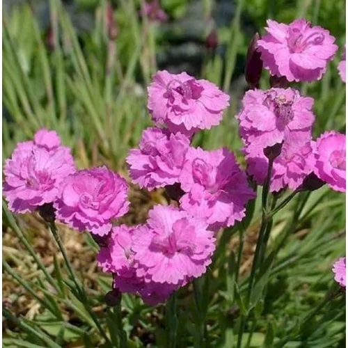 Dianthus gratianopolitanus 'Pink Jewel'