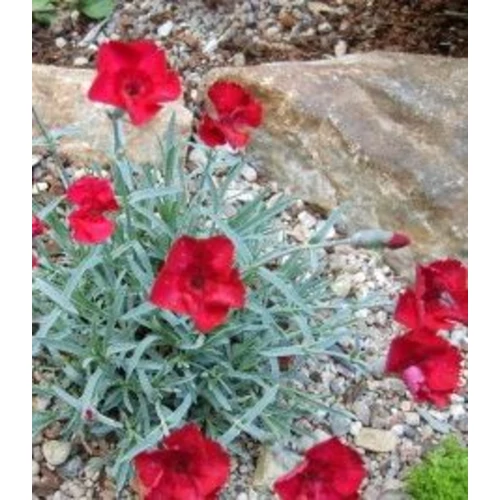 Dianthus gratianopolitanus 'Rubin'