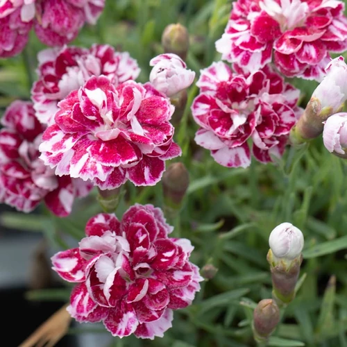 Dianthus gratianopolitanus 'Whatfield Gem'