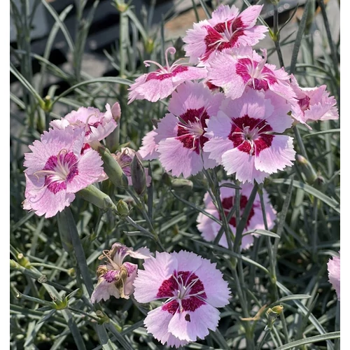 Dianthus plumarius 'Angel of Peace'