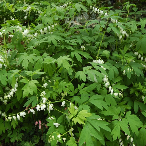 Dicentra (Lamprocapnos) spectabilis 'Alba'