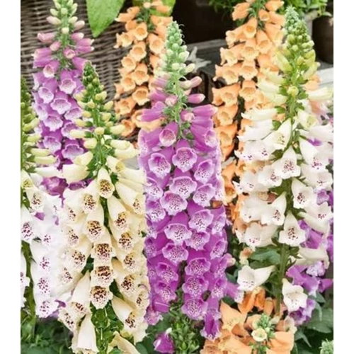 Digitalis purpurea 'Dalmatian' mix