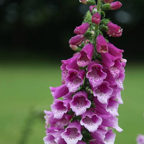 Digitalis purpurea 'Dalmatian Purple'