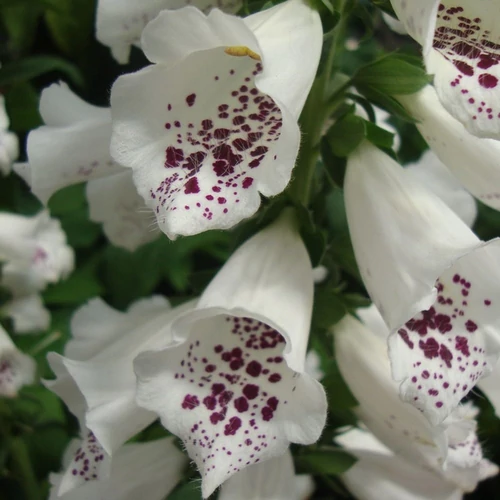 Digitalis purpurea 'Dalmatian White'