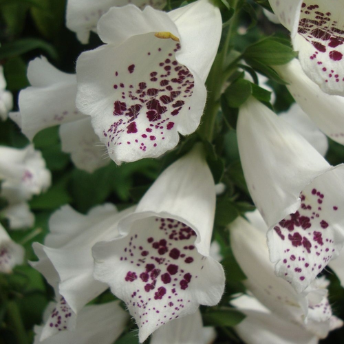 Digitalis purpurea 'Dalmatian White'