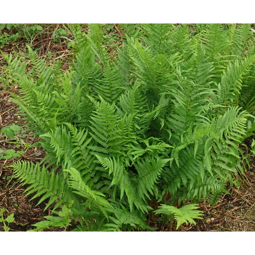 Dryopteris affinis