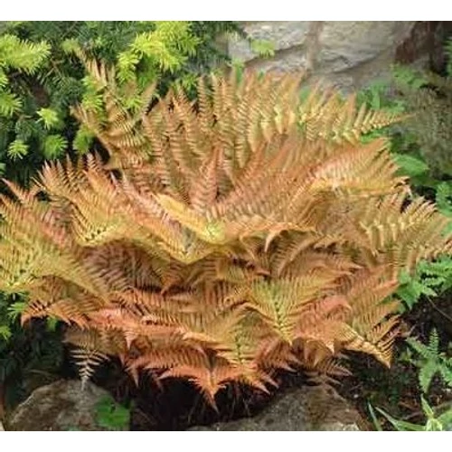 Ernyőpáfrány japán - Dryopteris erythrosora 'Brilliance' 30/40cm K4l