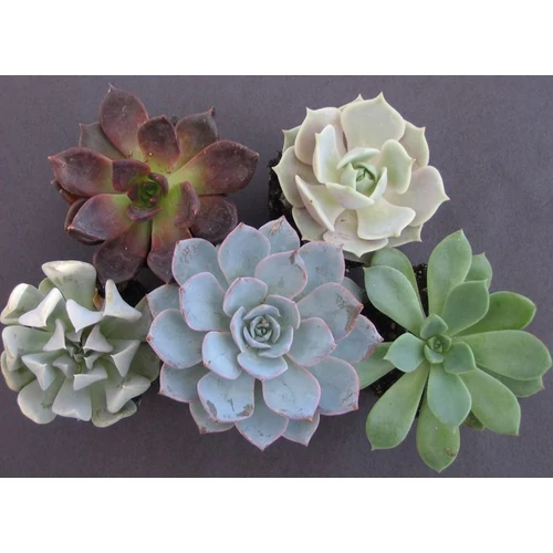 Echeveria extra mix