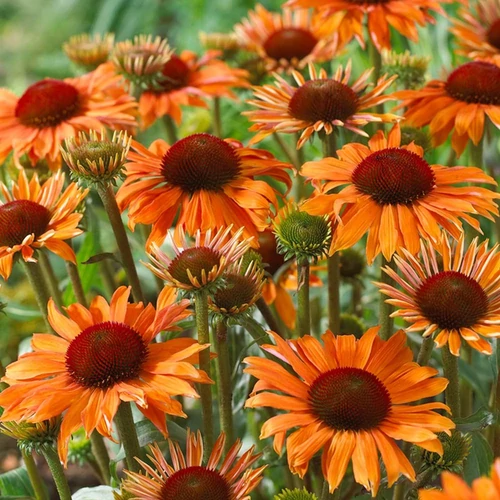 Echinacea 'Irresistible'