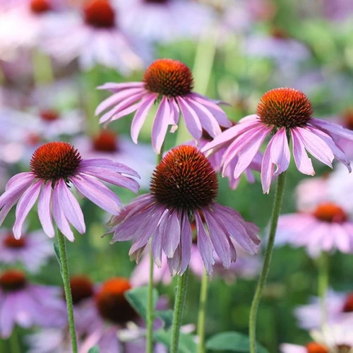 Echinacea purpurea