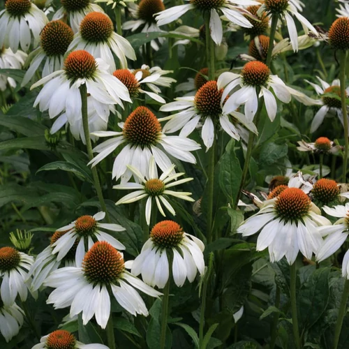 Echinacea purpurea 'Alba'