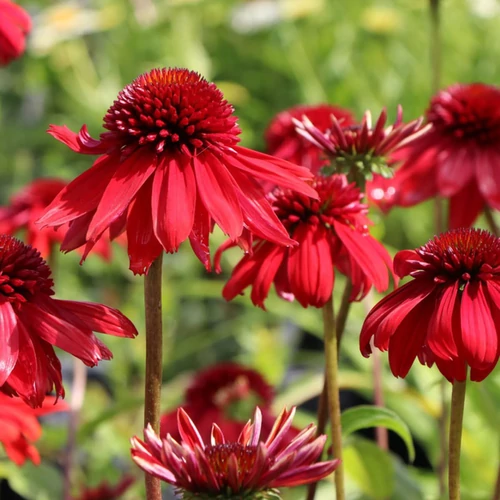 Echinacea purpurea 'Eccentric'