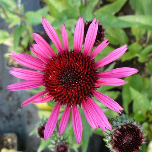 Echinacea purpurea 'Fatal Attraction'