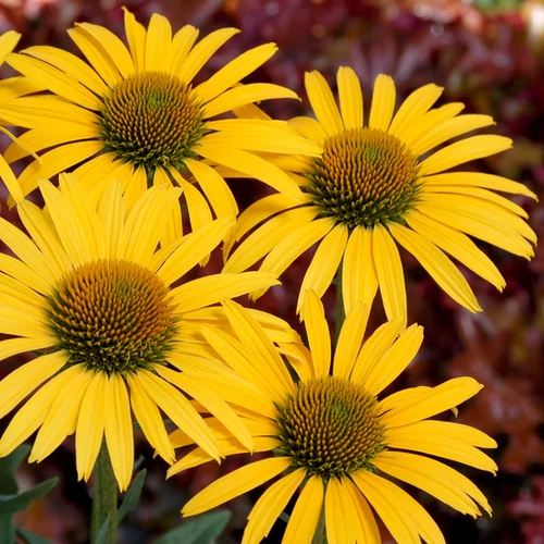 Kasvirág sárga - Echinacea purpurea 'Now Cheesier' 20/30cm K14cm