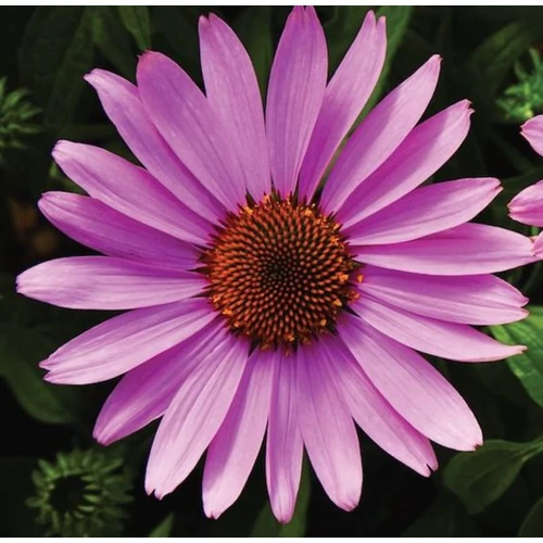 Echinacea purpurea 'Prairie Deep Rose'