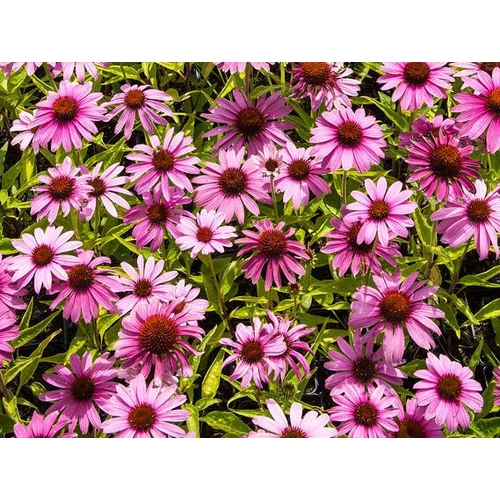 Kasvirág rózsaszín - Echinacea purpurea 'Prairie Splendor Compact Rose' 20/30cm K14cm