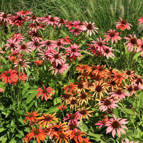 Echinacea purpurea 'Tomato Soup'