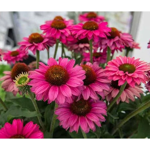 Echinacea 'Sun Seekers Magenta'