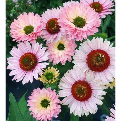 Echinacea 'Sun Seekers Salmon'