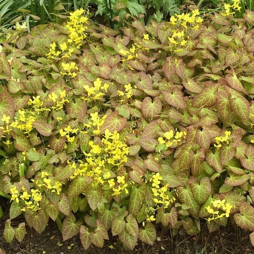 Epimedium perralchicum 'Frohnleiten'